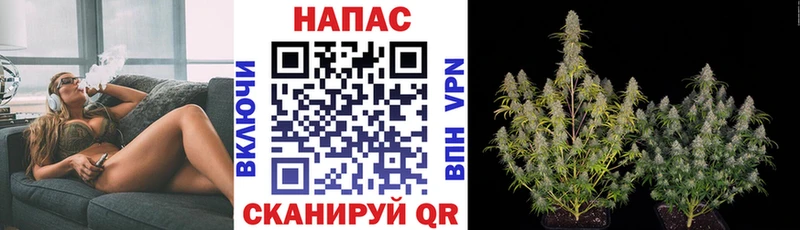 Конопля гибрид  где можно купить   Энем 